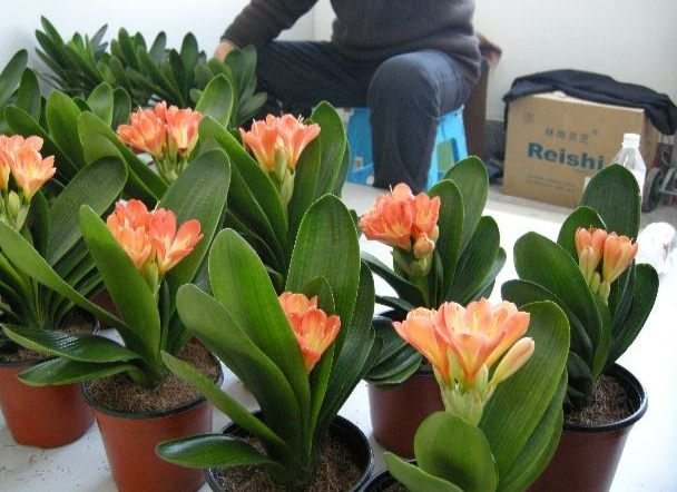 君子蘭價格變化中的自信與成就感，從綠葉到金花之路