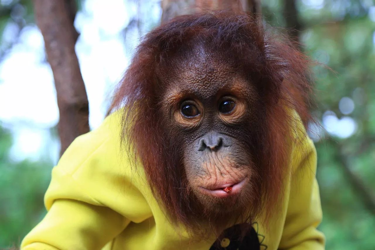 科技重塑人與自然和諧交響，動(dòng)物大明星的交響樂章