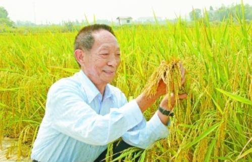 袁隆平最新科研進(jìn)展揭秘，突破性進(jìn)展引人矚目