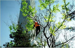 馬樹最新資訊，完成任務(wù)與學(xué)習(xí)新技能的詳細步驟指南