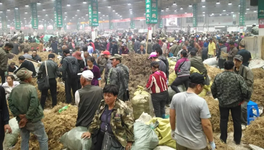 萬良人參市場最新動(dòng)態(tài)揭秘，日常奇遇與溫情紐帶