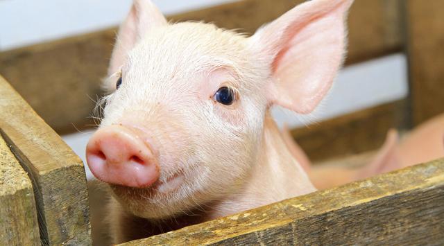 全國(guó)生豬最新行情深度解析與觀點(diǎn)闡述，今日市場(chǎng)趨勢(shì)分析