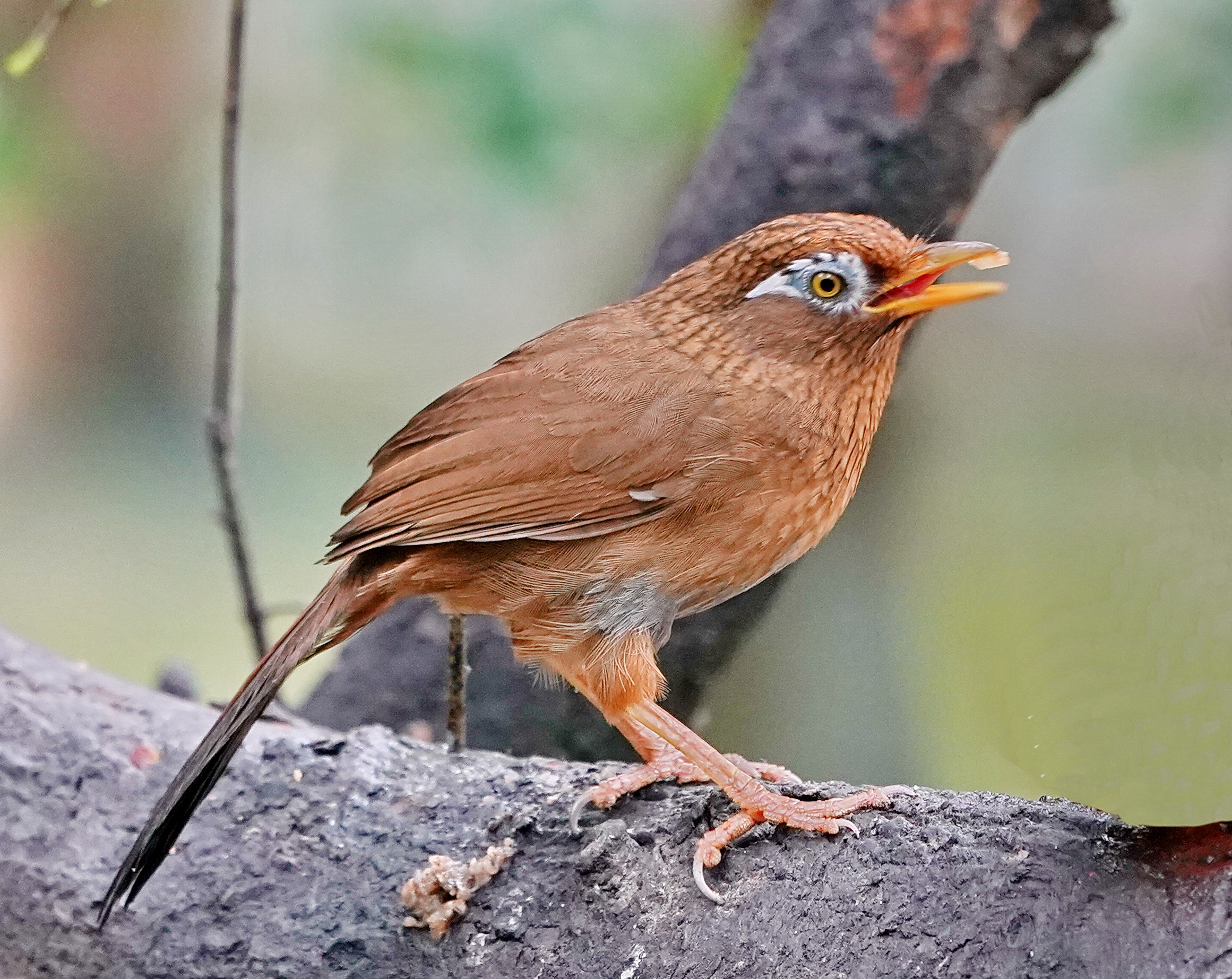 最新畫(huà)眉鳥(niǎo)，與自然美景的遨游，探尋內(nèi)心平和的旅程