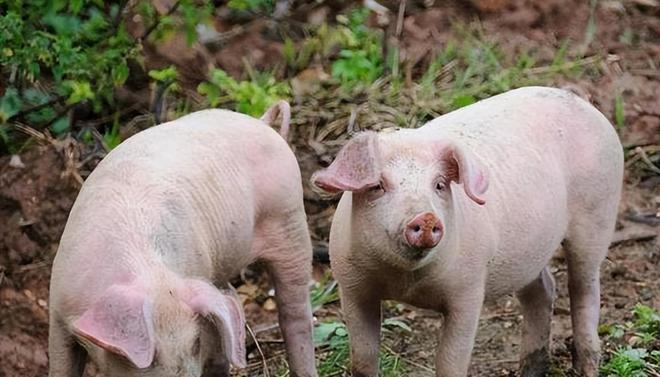 時(shí)代背景下的市場(chǎng)洞察，母豬價(jià)格最新行情分析