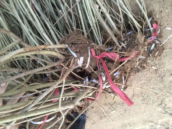 連翅最新價(jià)格深度解析，歷史背景、重要事件與地位探討