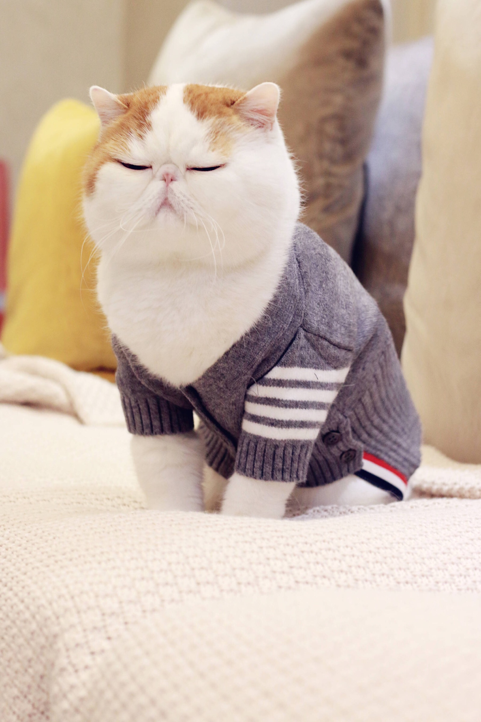 小胖Snoopy最新萌照，瞬間融化人心！