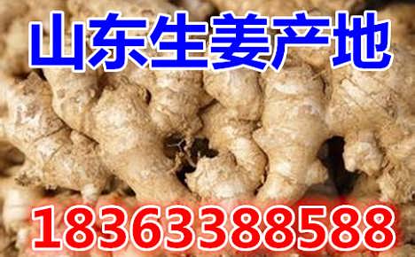 鮮姜最新價(jià)格揭秘，自然美景背后的旅行探索之旅