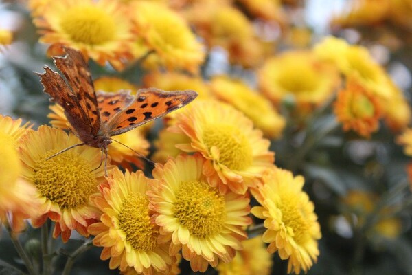 番茄最新作品，用學(xué)習(xí)之鑰，開啟自信與成就的大門