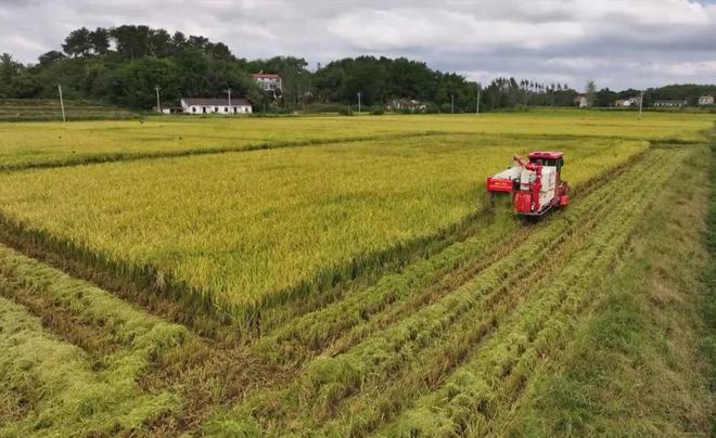 最新直播稻技術(shù)揭秘，小巷深處的稻田直播秘境探索