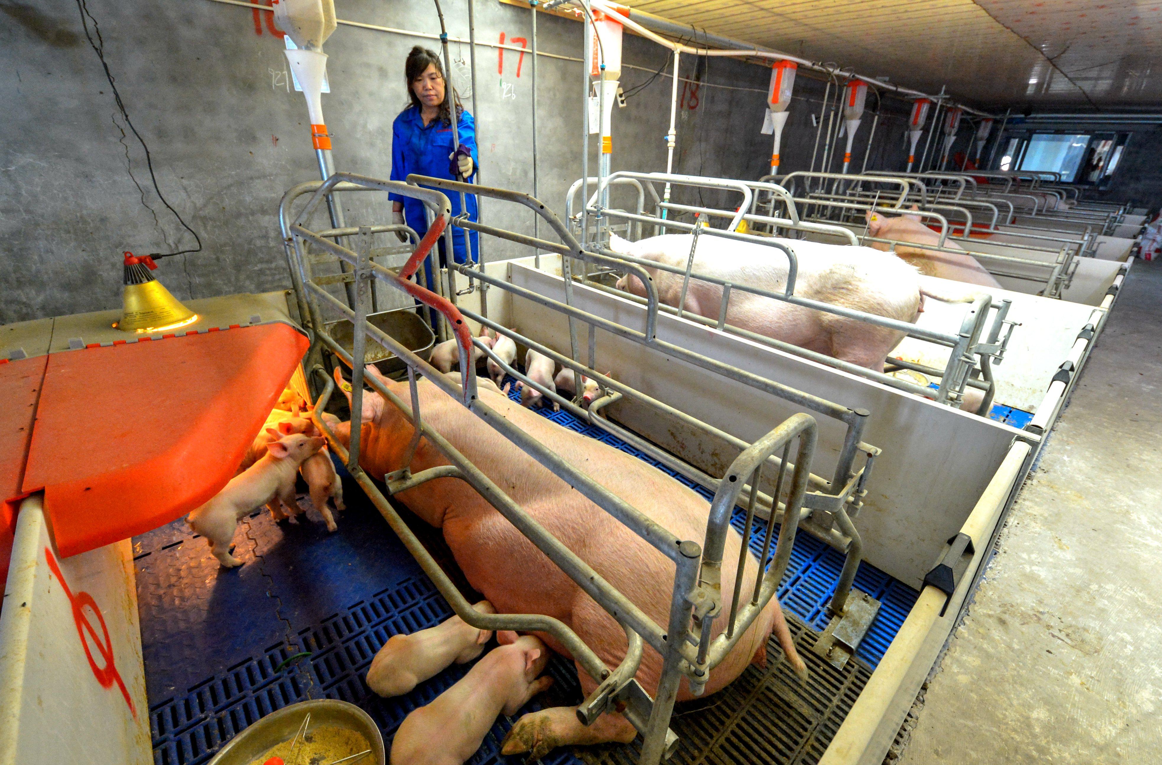 河北仔豬最新價格揭秘，小巷中的寶藏探索