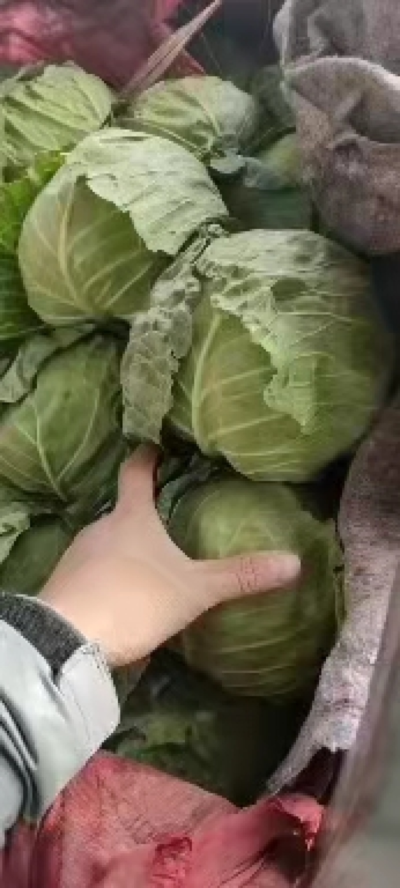 永年甘藍(lán)最新價(jià)格及市場(chǎng)走勢(shì)、種植要點(diǎn)與購(gòu)買指南全解析