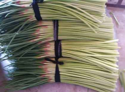 運(yùn)動(dòng)場(chǎng)館燈具 第101頁