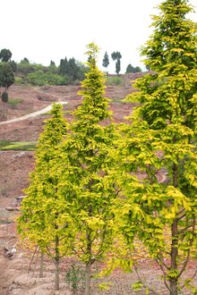 最新彩葉樹種種植與養(yǎng)護指南，從選種到養(yǎng)護一步到位！