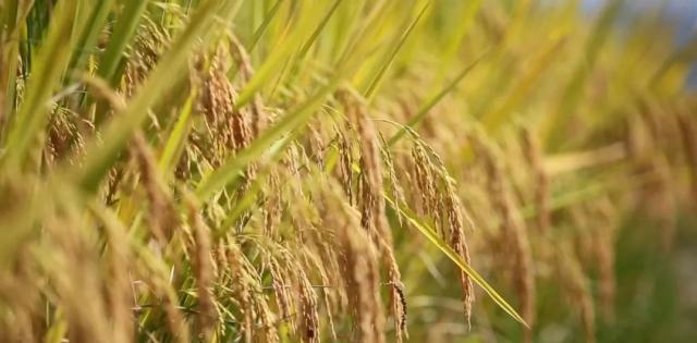 蒼南最新動態(tài)，變化中的力量，學習鑄就自信與成就