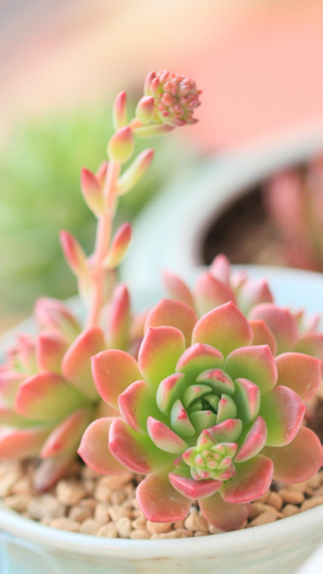 最新多肉植物，獨特的植物美學觀點探討