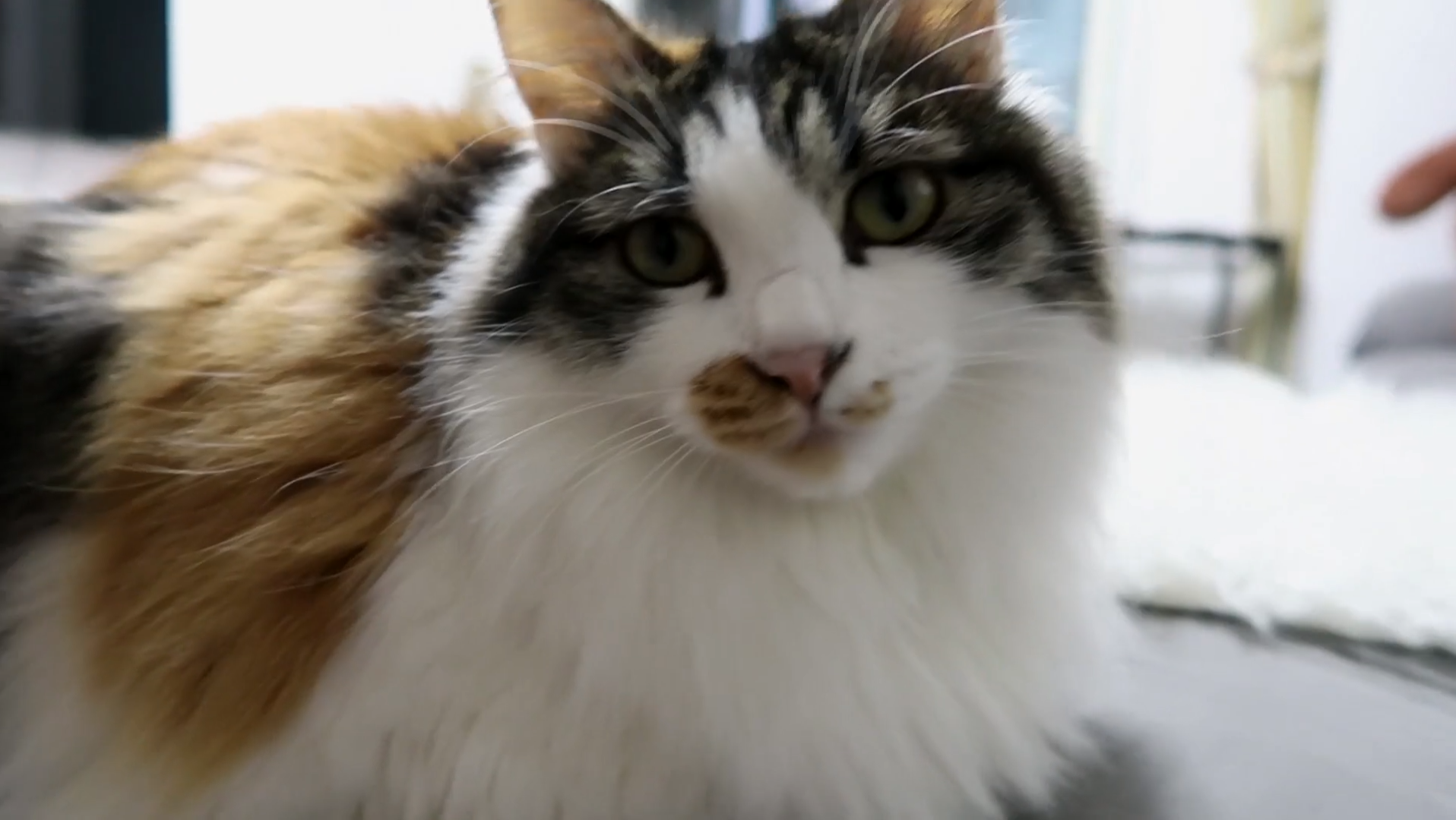 Maomi最新域名網(wǎng)站，時(shí)尚潮流的前沿引領(lǐng)者