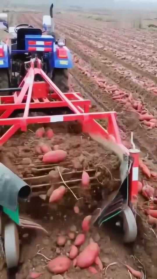 科技革新引領(lǐng)紅薯挖掘新紀(jì)元，最新挖紅薯機(jī)器亮相！