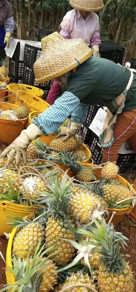 徐聞菠蘿最新價格及市場走勢分析，多方觀點解讀市場動態(tài)