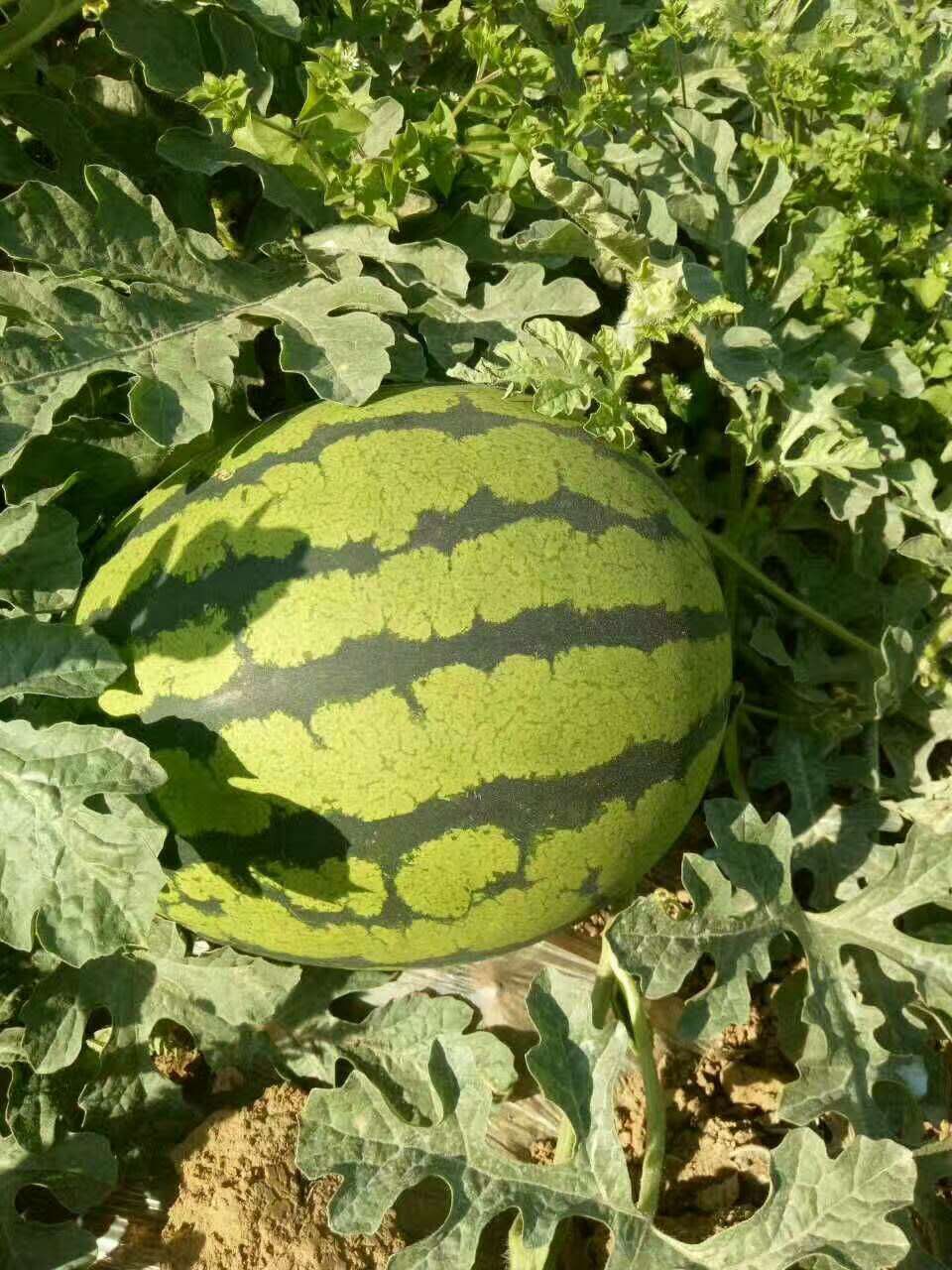 惠民西瓜最新價(jià)格，一顆瓜的成長之路與你的成長相伴