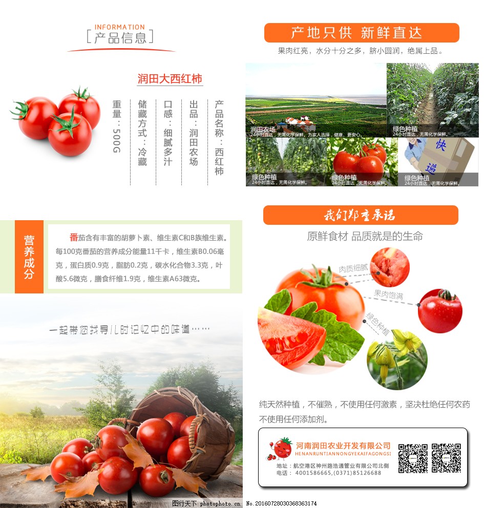 安徽西紅柿產(chǎn)地探秘，自然美景與鮮美西紅柿的邂逅之旅