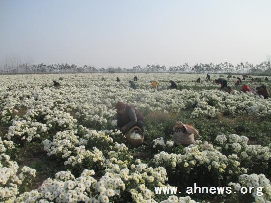 界首最新新聞，學(xué)習(xí)變革的力量，自信與成就感的融合之路