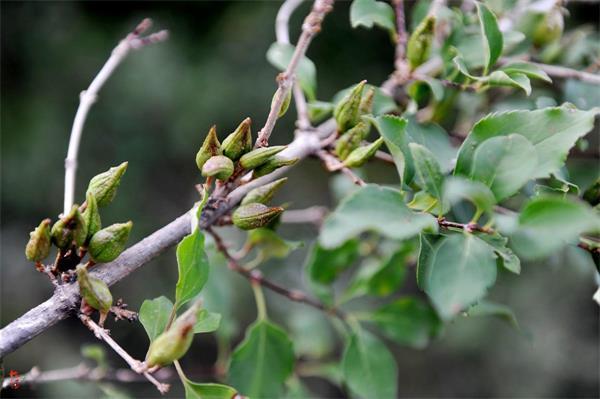 連翹最新價(jià)格走勢，機(jī)遇中的自信力量與自我成長展望