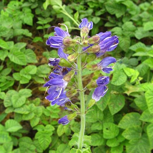 亳州丹參最新價(jià)格，市場(chǎng)走勢(shì)及選購(gòu)指南全解析