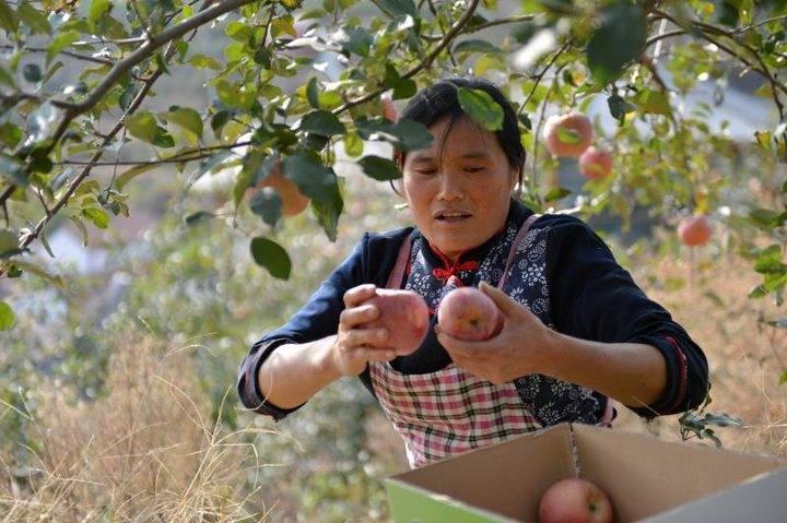 沂源蘋果最新價格，綠色之旅帶來內(nèi)心的平靜