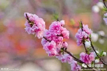 科技巔峰之作桃花開啟未來生活新紀元，最新章節(jié)預(yù)覽