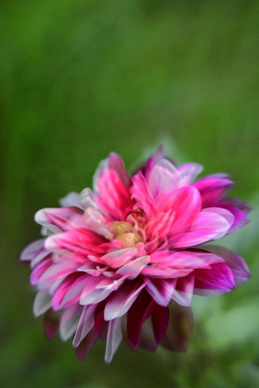 最新花舞，綻放的藝術(shù)之美欣賞