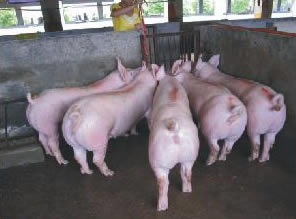 最新仔豬品種選擇與飼養(yǎng)指南，品種介紹與飼養(yǎng)步驟全解析