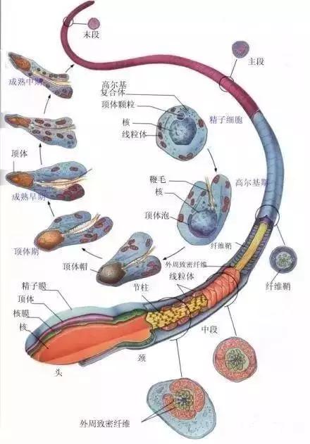 窩精子最新，小巷中的秘密風味探索