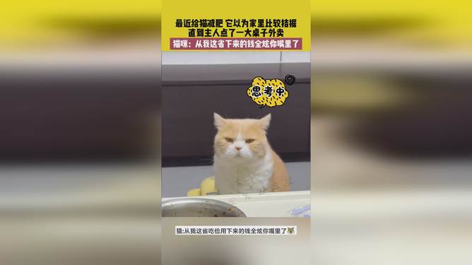 省貓任務(wù)輕松完成指南，最新技能學(xué)習(xí)與任務(wù)執(zhí)行詳細(xì)步驟