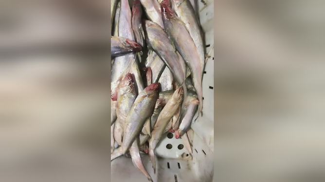 最新魚視頻，海洋生態(tài)與觀賞魚文化的精彩交融