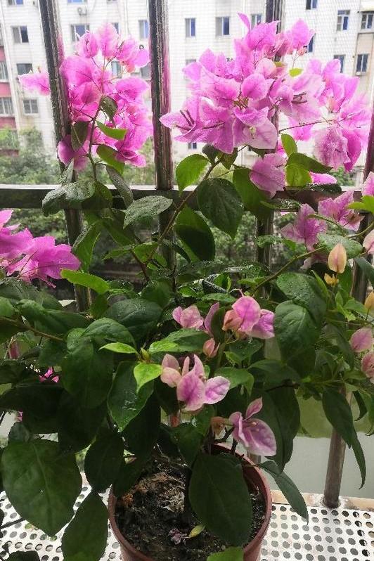 小巷深處的獨(dú)特花語，最新殘花之美