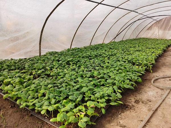 探索自然美景的輕松之旅，最新黃瓜社區(qū)