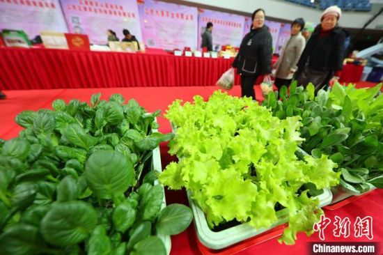 南京最新蔬菜，時代味道與文化脈絡的融合