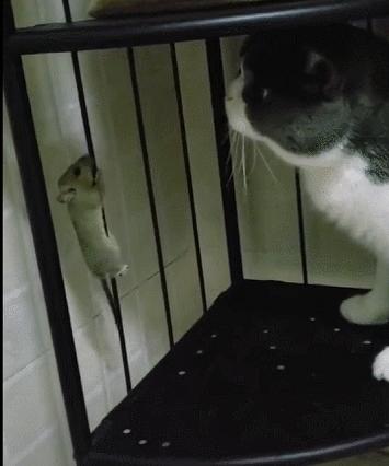 城市隱秘觀察者，灰色老鼠的最新動態(tài)觀察