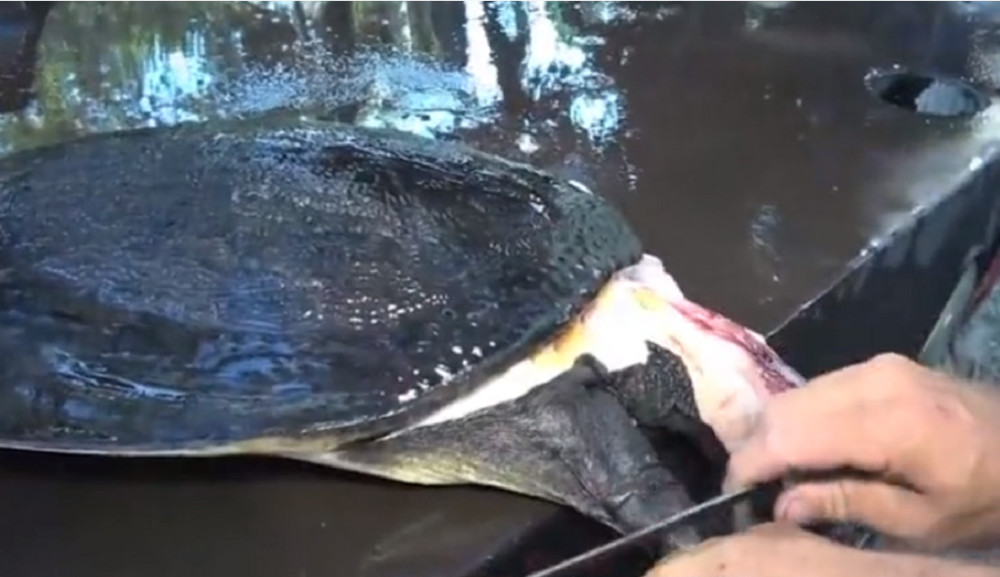 最新釣甲魚，一段垂釣樂趣的溫馨時(shí)光