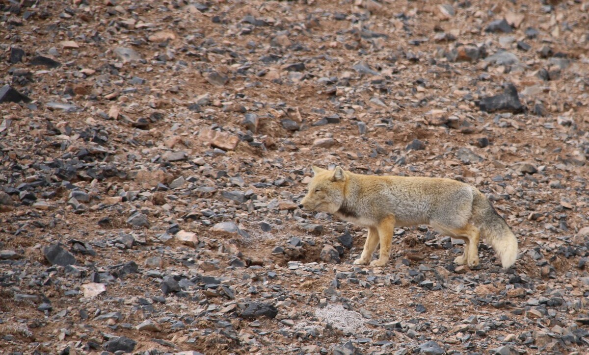 最新野狐，學(xué)習(xí)變化，自信助力夢(mèng)想實(shí)現(xiàn)