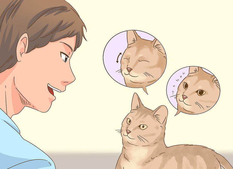 貓咪最新破譯，高科技重塑貓奴生活，智能養(yǎng)貓新時代的開啟