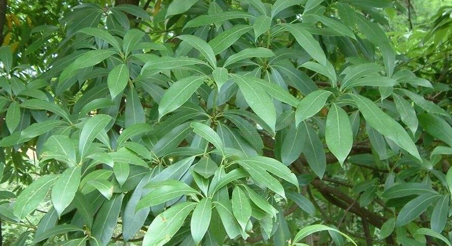 南山楠最新，自然美景的輕松探索之旅