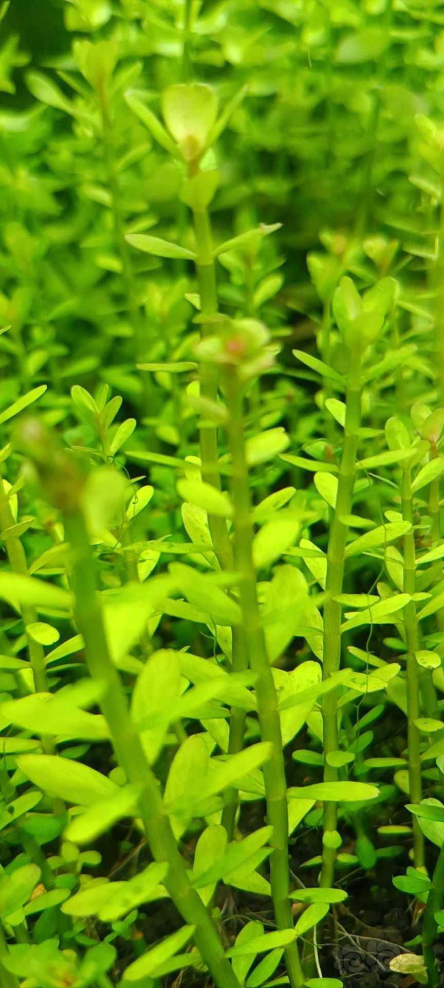 最新福利草草，自然美景之旅，探尋內(nèi)心平和與喜悅的旅程