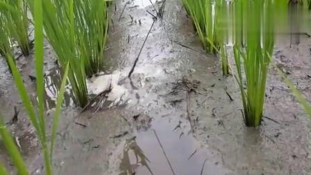 最新釣鱔魚技術(shù)探討與分享