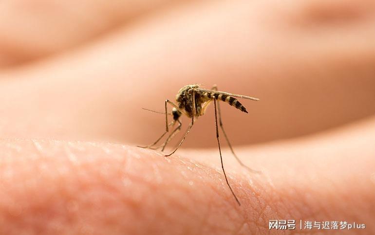 揭秘蚊子世界，最新報(bào)道與防治策略探索