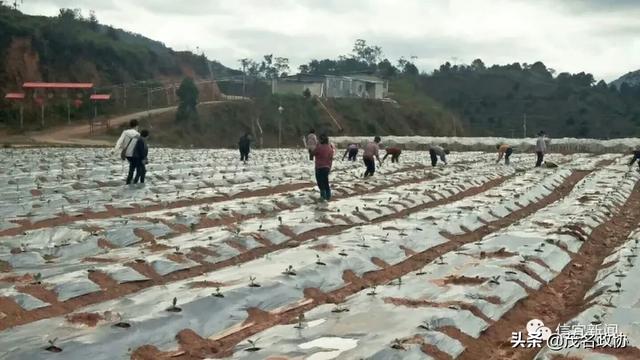 信宜最新肺炎，理解、應(yīng)對與關(guān)愛