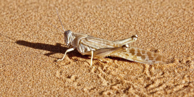 蝗災最新動態(tài)，科技先鋒引領抗災新時代