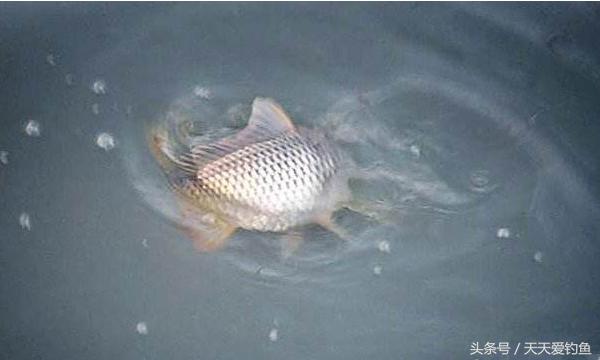 最新逗釣步驟指南，從入門(mén)到精通的釣魚(yú)技巧分享