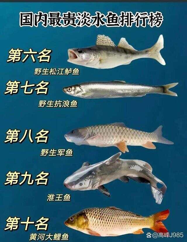 青魚國(guó)產(chǎn)最新論述，探索與解析