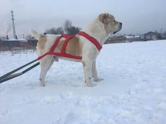 中亞犬，小巷深處的神秘秘境探索